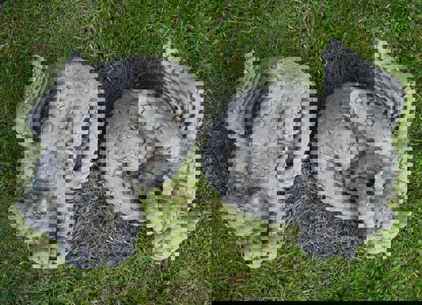 Pair of Large Sleepy Dragons Garden Statuary