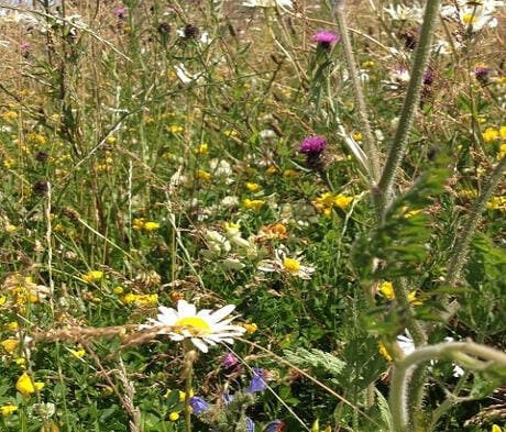 Autumn Sown Bumble Bird Seed Mix