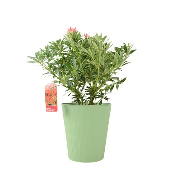 Pieris ‘Flaming Silver’ – Evergreen Shrub in 5L Pot, Colourful Foliage & Spring Flowers Plants By Post