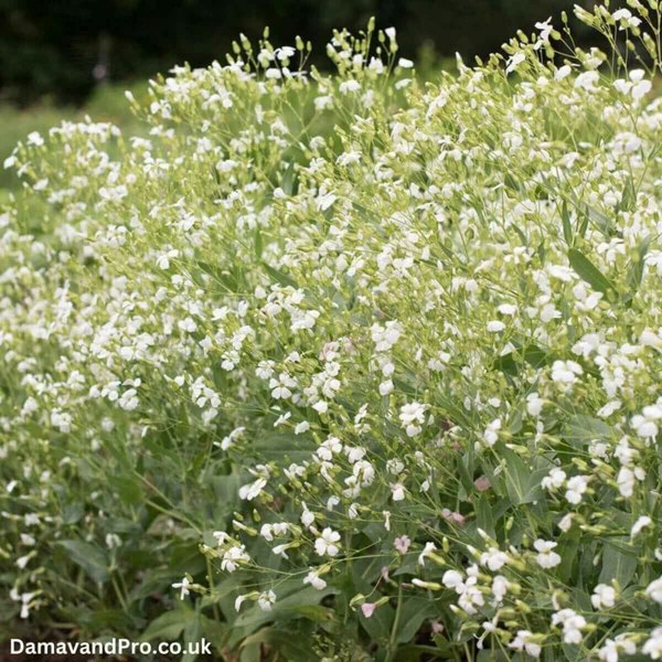 Saponaria vaccaria White Beauty