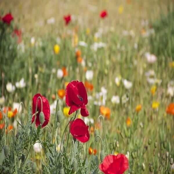 Pollinator seed mix packets scattered on the ground with wildflowers blooming in the background.