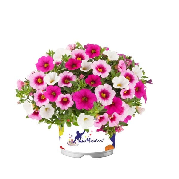 Mixmasters Calibrachoa Cabaret Pink Paradise Eyes 1L Pot x 2 plants by post