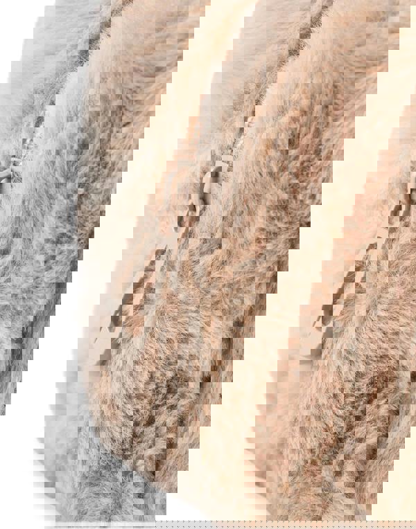 Pusheen Womens Beige Furry Makeup Bag (One Size)