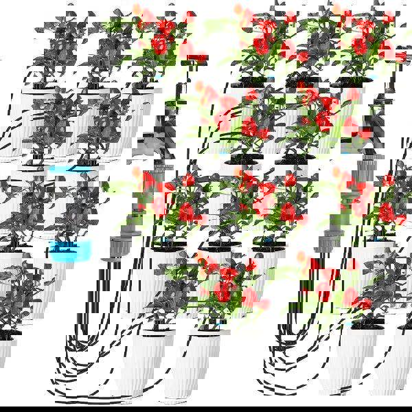 Leaper 10 Head Automatic Drip Waterer