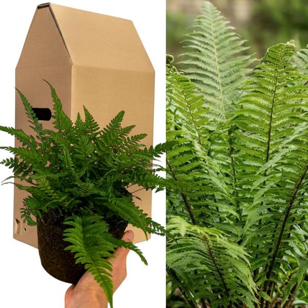 Korean Rock Fern (Polystichum tsus-simense) Compact Evergreen Shade Perennial 2L Pot The Rose Press Garden
