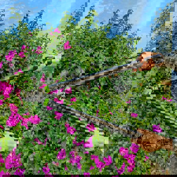 Gr8 Garden Set Of 3 Garden Tools Lopper Shears Secateurs Hedge Tree Cutter Pruning Trimmer