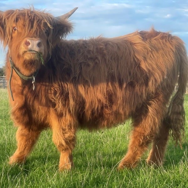 Virgin Experience Days Meet and Greet a Highland Cow for Two