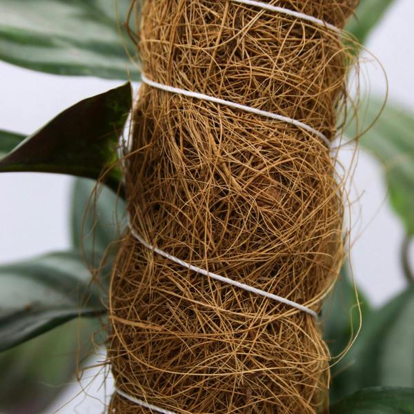 CoirProducts Coir Grow Poles | Moss pole | Coir Fibre Plant Support Stakes for Vegetables, Cheese Plants, Flowers & Climbing Plants