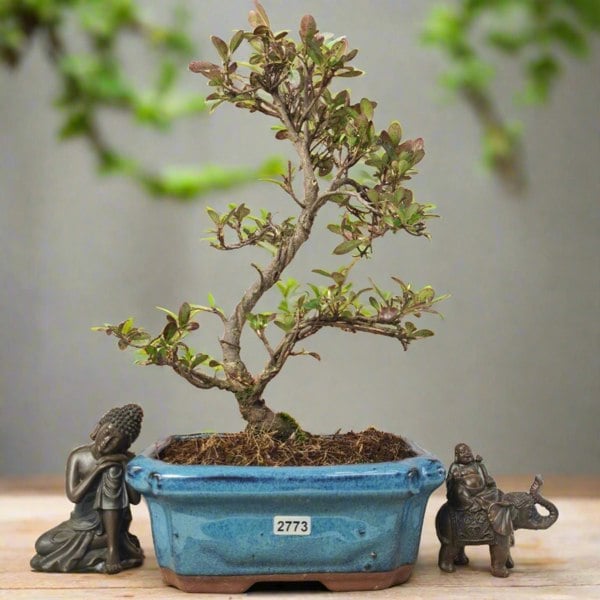 Azalea (Rhododendron) Bonsai Tree | Shaped | In 20cm Pot - Yorkshire Bonsai