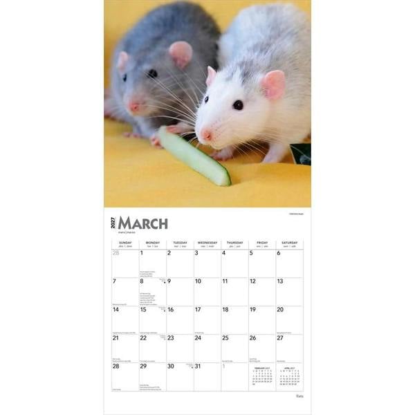 Rats Calendar 2027, Wall Calendars, Month To View, Animals, Gift
