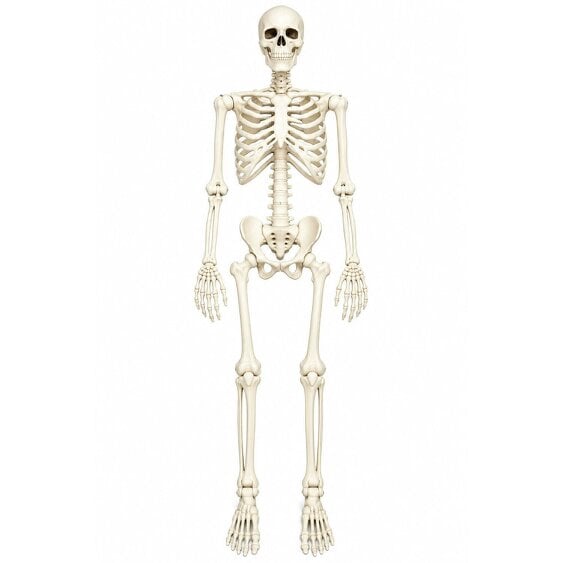 Neo Direct Neo White Prop Life Size Halloween Skeleton 160 cm