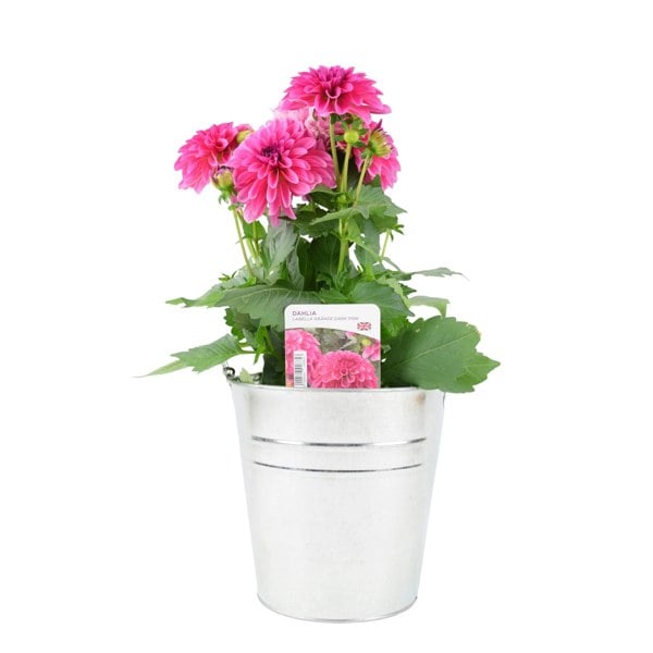 Dahlia Pink 2L Plants By Post