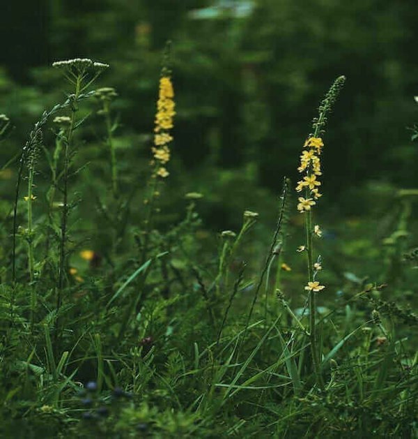 Agrimony Seeds