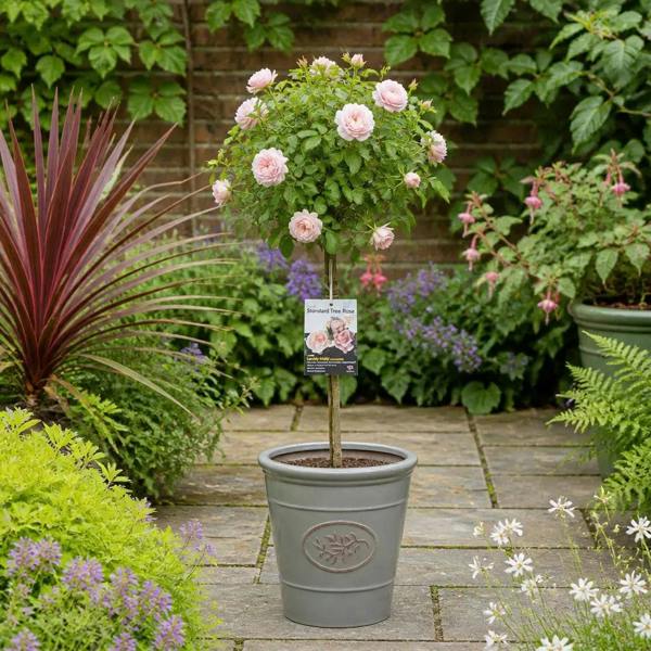 7.5L Standard Rose Tree Light Pink 100-110cm - Elegant Flowering Garden Rose Plant