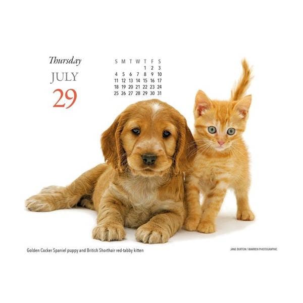 Puppies & Friends Desk Calendar 2027, Desk Calendars, Day To View, Dogs, Gift
