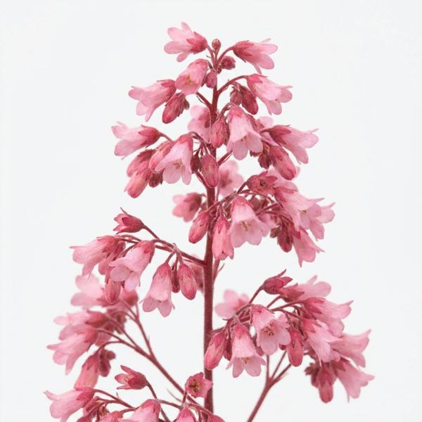 Heuchera Pink Fizz - 2L Pot The Rose Press Garden