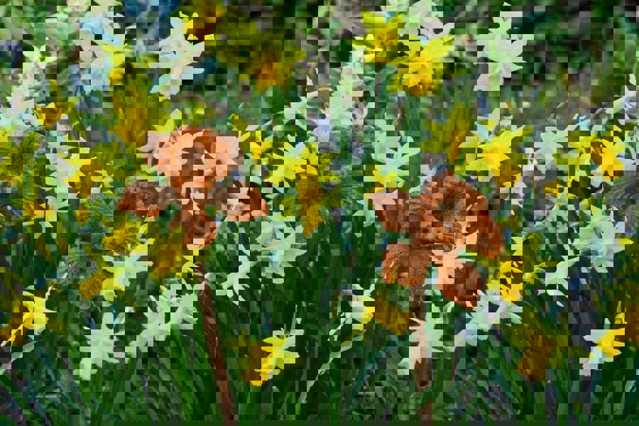 Daffodil Flowers