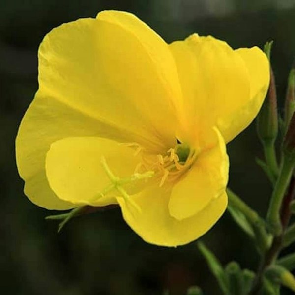 Dry soil wildflower seed mix with drought-hardy species, perfect for UK gardens with minimal rainfall or sandy soil.