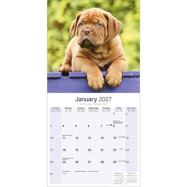 Dogue De Bordeaux Calendar 2027, Wall Calendars, Month To View, Dogs, Gift