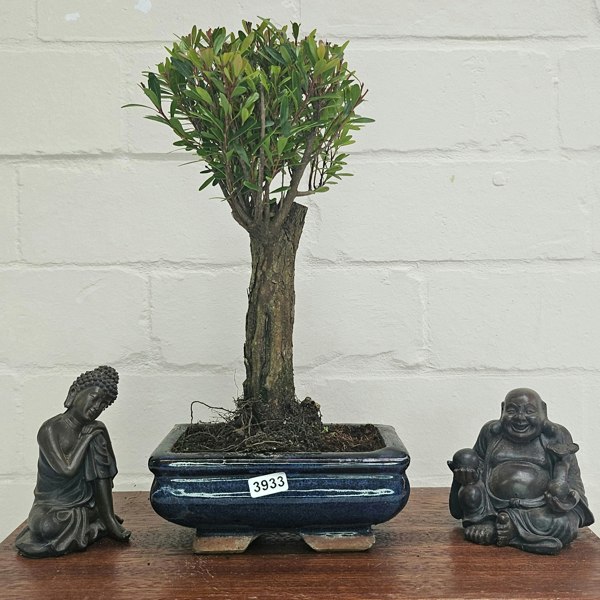 Yorkshire Bonsai Brush Cherry (Syzygium) Bonsai Tree | Broom | In 15cm Pot