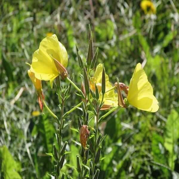 evening-primrose