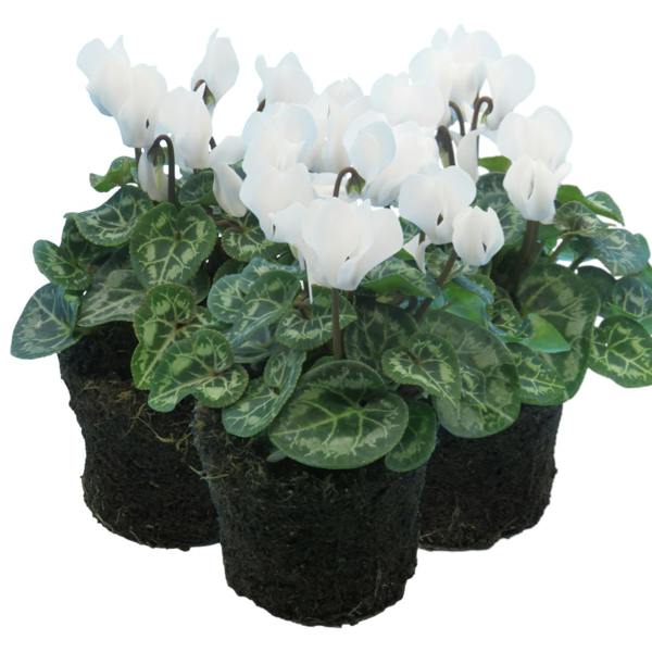 Cyclamen White 10.5cm Pot Pack of 3 & 6 Flowering Outdoor Plants