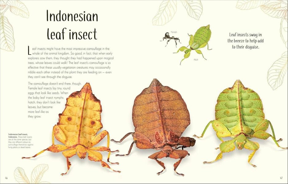 An Anthology of Remarkable Bugs: Discover the Hidden Wonders of the Insect World (DK Children's Anthologies)