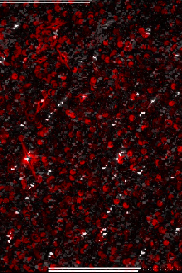 Sequin Velvet Bardot Evening Maxi Dress - Red DR4525