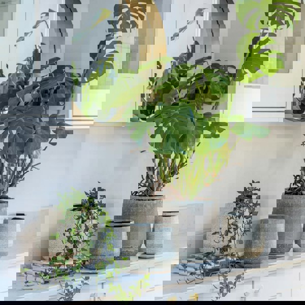 #color_grey