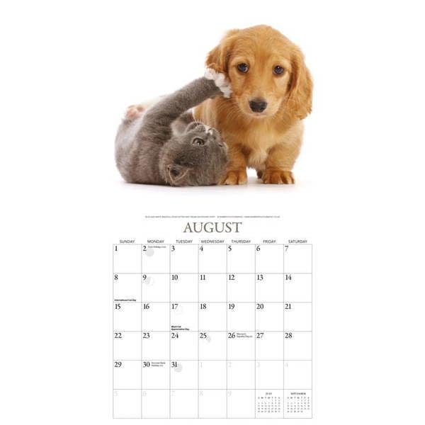Unbranded Kittens & Friends Calendar 2027, Wall Calendars, Month To View, Cats, Gift