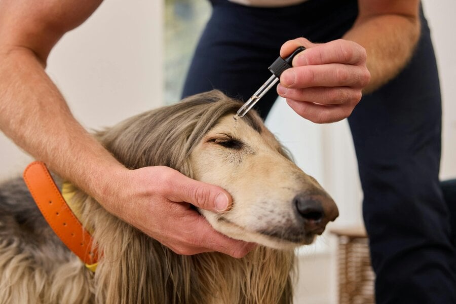 Dew Safer Pet Eye Drops