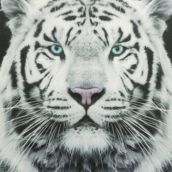 The Garden Marketplace Large Siberian Tiger Canvas Print, Black and White Face Portrait With Coloured Eyes, 60 x 60 cm, Stretched Canvas