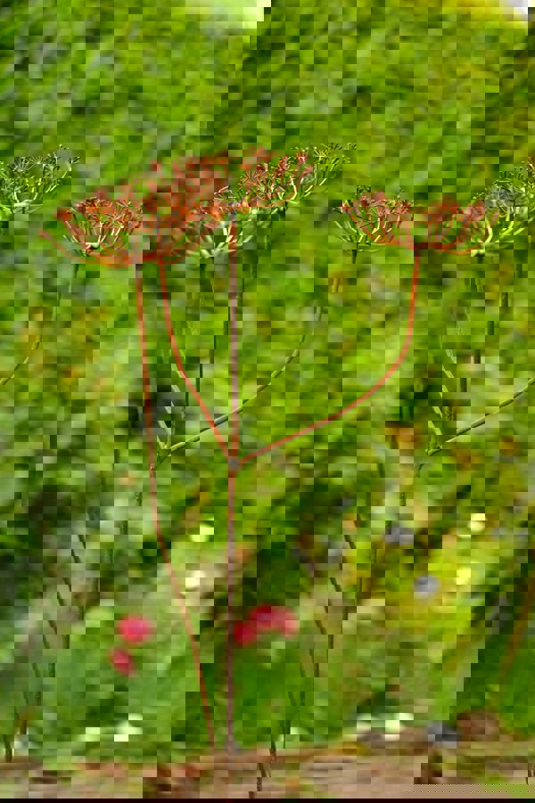 Savage Works Rusty Metal Cow Parsley