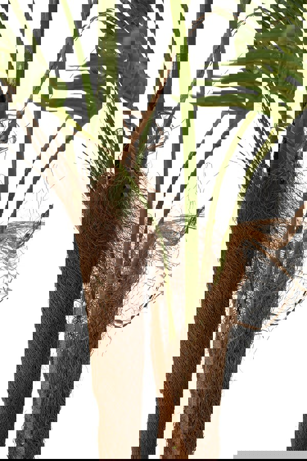 Living and Home 90cm Artificial Palm Tree Potted for Garden, Office & Home Decor