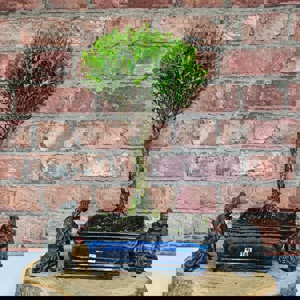 Yorkshire Bonsai Brush Cherry (Syzygium) Bonsai Tree | Broom | In 20cm Pot