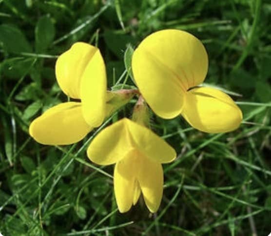 birdsfoot trefoil seeds uk