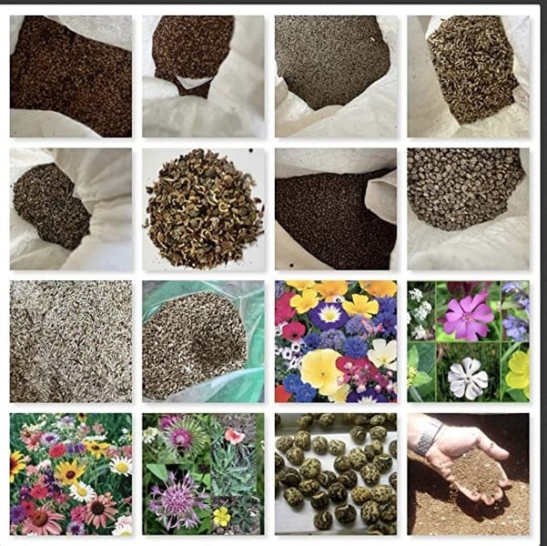 dwarf wildflower seed mix amazon