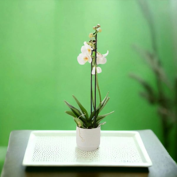 Phalaenopsis Orchid 2 Stem White UK grown & Peat Free in 12cm Pot