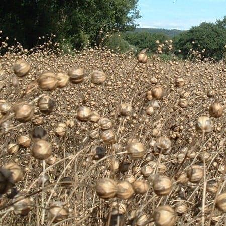 Flaxseed ripening in the field.