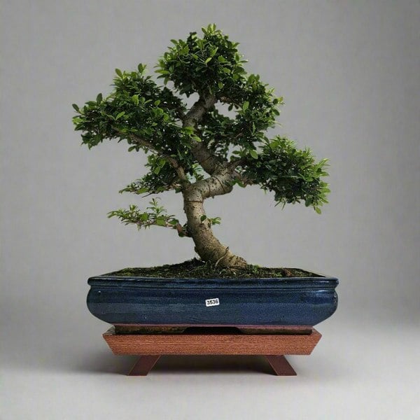 Yorkshire Bonsai Large Chinese Elm (Ulmus Parvifolia) Bonsai Tree | Shaped | In 40cm Pot