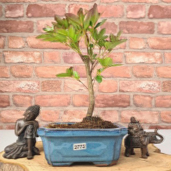 Azalea (Rhododendron) Bonsai Tree | Broom | In 15cm Pot - Yorkshire Bonsai