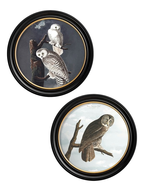 Exceptional Art c.1838 Audubon's Owls - Round Frame