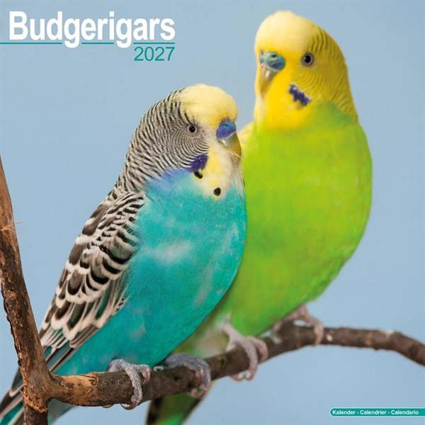 Budgerigars Calendar 2027, Wall Calendars, Month To View, Animals, Gift