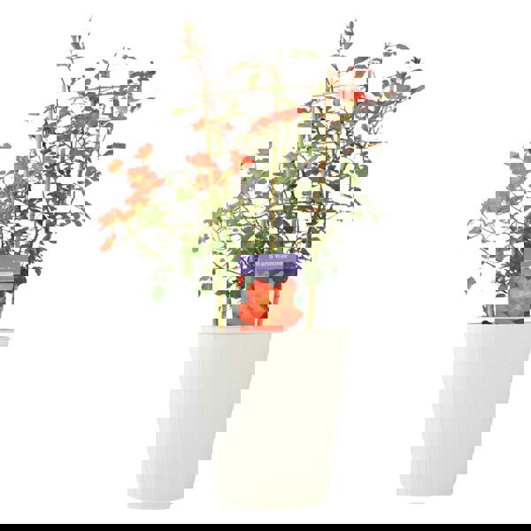 Warm Welcome Rose – 5.5L Pot – Compact Orange Climbing Rose Plants By Post