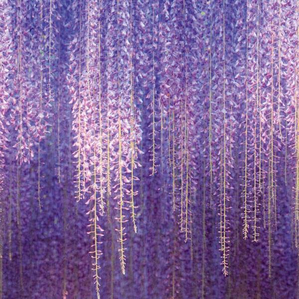 Grandeco Cascading Wisteria Flowers 3 panel repeatable wallpaper Mural, Purple 1.59 x 2.8m, Purple