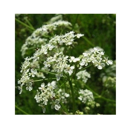 DamavandPro Sheeps Parsley Seed for Sustainable Agricultural Practices (1kg)