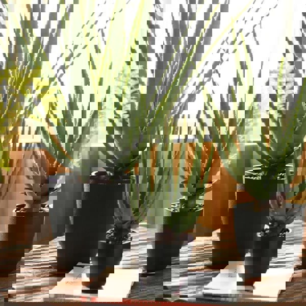 TU23 Artificial Plant-Weilai Concept-Weilai Concept