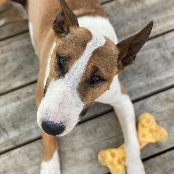 Nylabone Extreme Tough Cheese Bone Durable, Cheese-Flavoured Chew for Strong Chewers