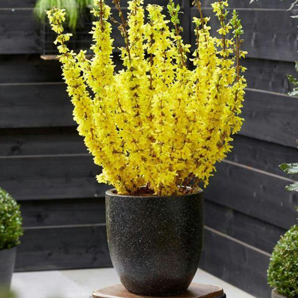 Direct Plants Patio Forsythia Minigold Extra Large Instant Gardening 3-4ft Tall