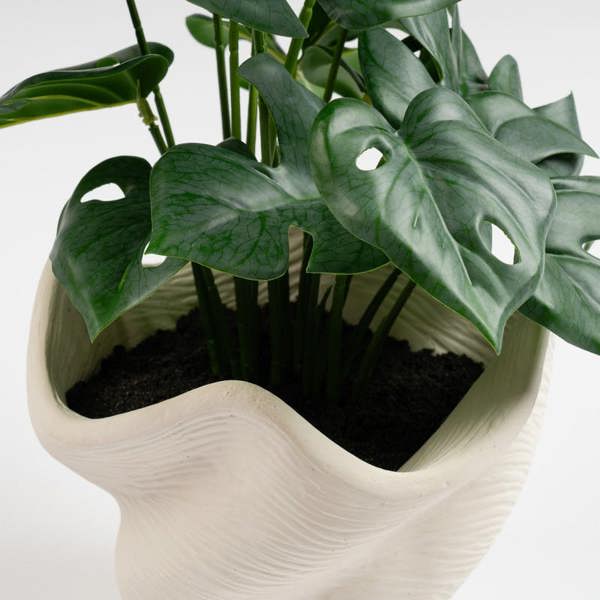Scottish Everlastings 45cm Variegated Monstera in Cement Shell Pot (D)